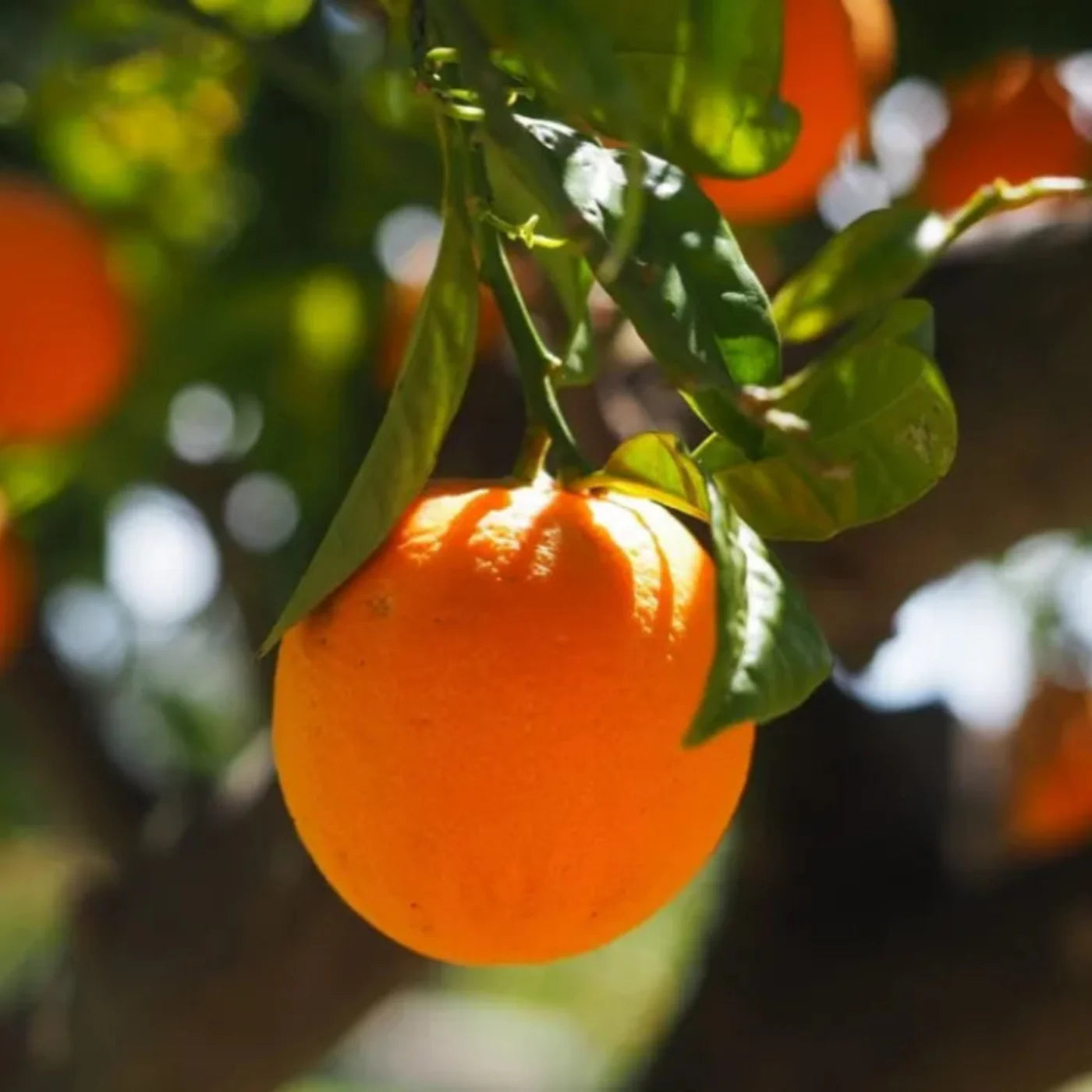 Vitamin C